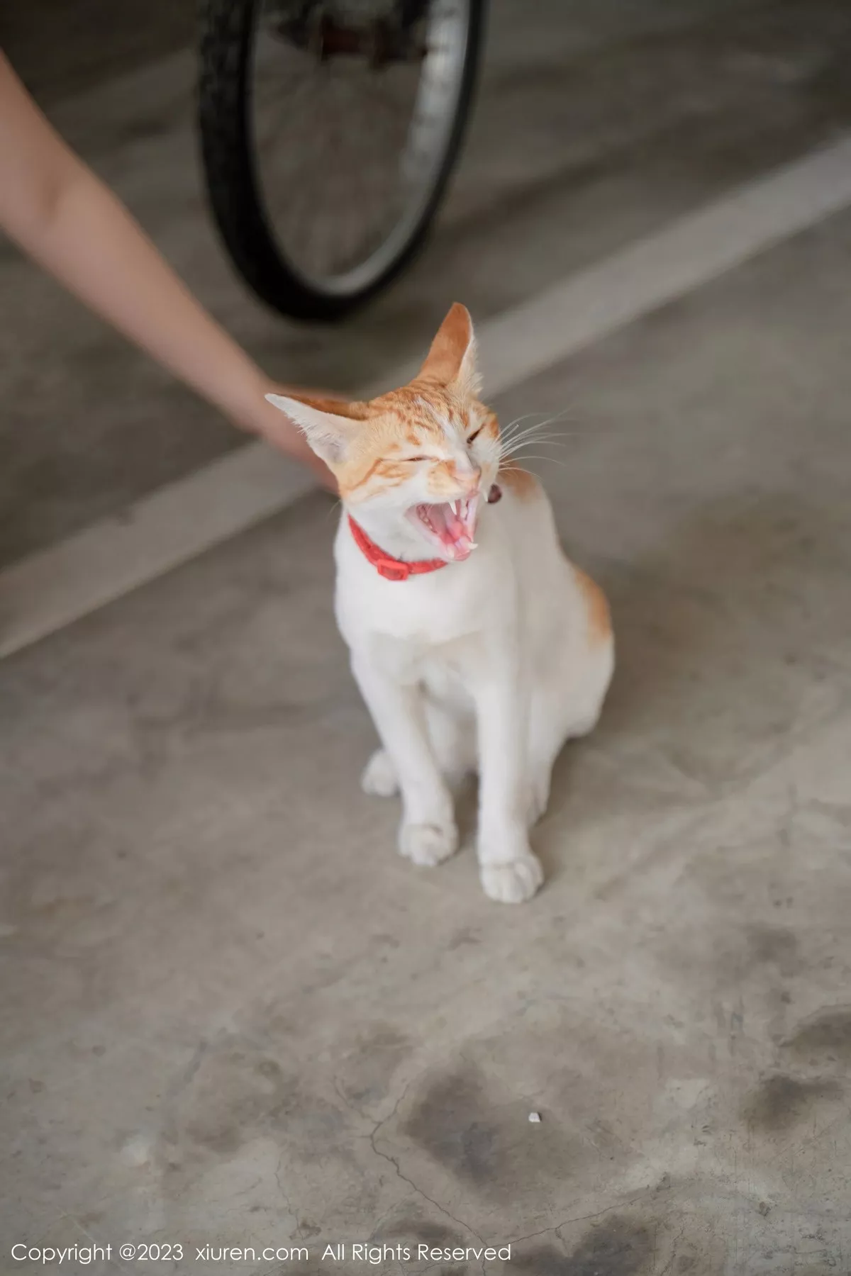 秀人集.com_[XiuRen秀人网]No.6798_模特艾希儿户外性感白色上衣配黑短裤秀曼妙身姿清爽迷人写真62P