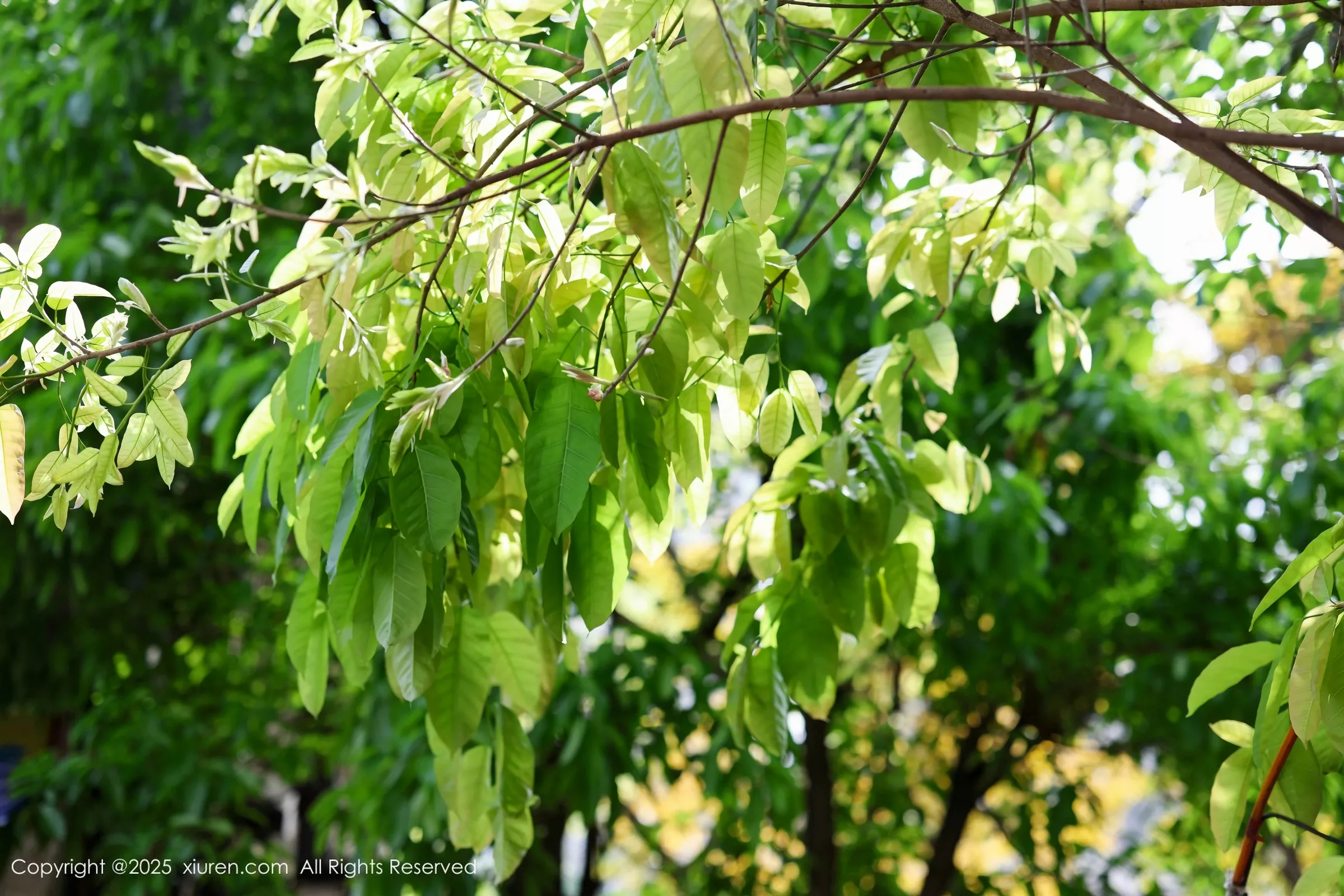 秀人集.com_[XiuRen秀人网]No.10247_模特茂木希子性感橙T露白色内衣配超薄肉丝秀完美身材诱惑写真80P